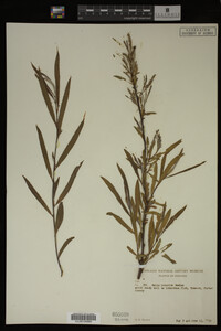 Salix interior image