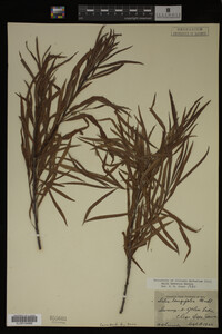 Salix interior image