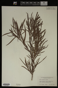Salix interior image