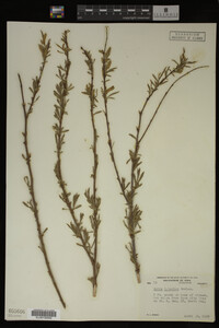 Salix interior image