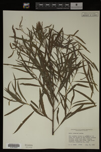Salix interior image