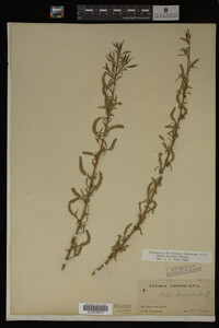 Image Associated With the Occurrence