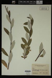 Image Associated With the Occurrence