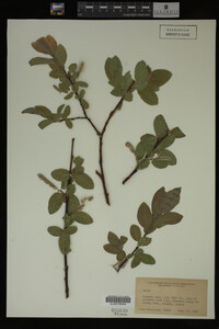 Image Associated With the Occurrence