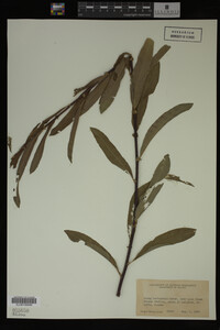 Image Associated With the Occurrence