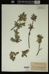 Image Associated With the Occurrence