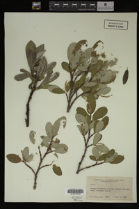 Image Associated With the Occurrence