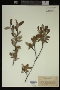 Image Associated With the Occurrence