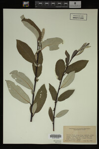 Image Associated With the Occurrence