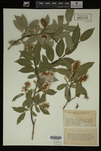 Image Associated With the Occurrence