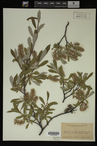 Image Associated With the Occurrence
