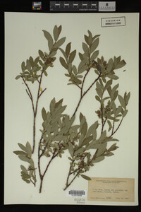 Image Associated With the Occurrence