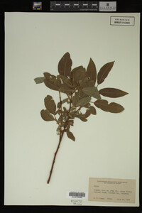 Image Associated With the Occurrence