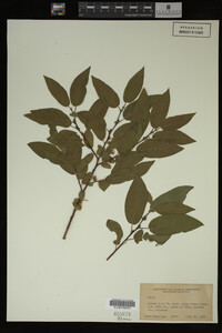 Image Associated With the Occurrence