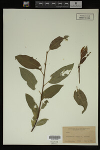 Image Associated With the Occurrence
