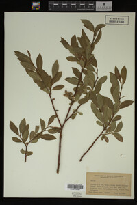 Image Associated With the Occurrence