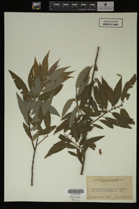 Image Associated With the Occurrence