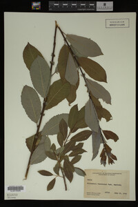 Image Associated With the Occurrence