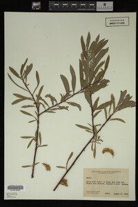 Image Associated With the Occurrence