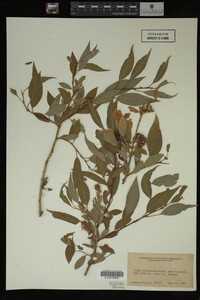 Image Associated With the Occurrence