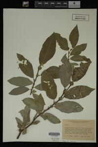 Image Associated With the Occurrence