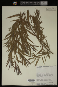Salix interior image