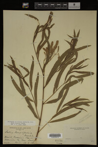 Salix interior image