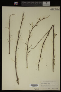 Salix interior image