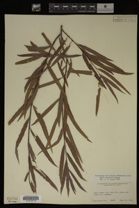 Salix interior image