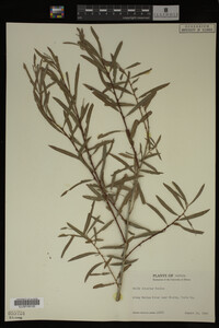 Salix interior image