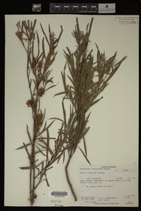Salix interior image