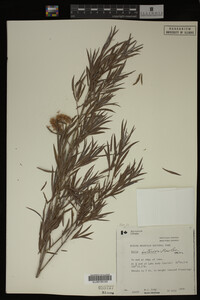 Salix interior image