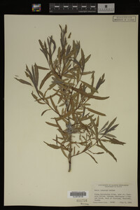 Image Associated With the Occurrence