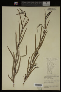 Salix interior image