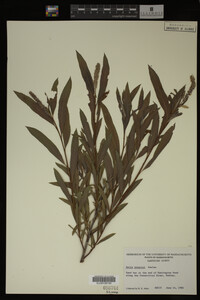 Salix interior image