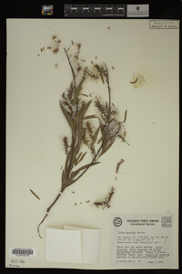 Salix interior image