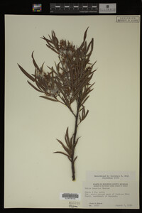 Salix interior image