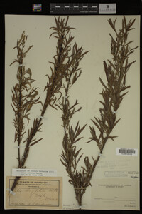 Image Associated With the Occurrence