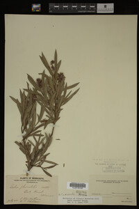 Image Associated With the Occurrence
