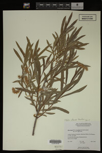 Salix interior image