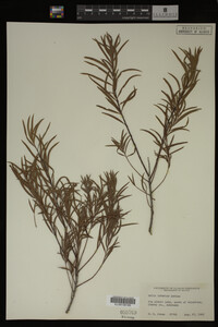 Salix interior image