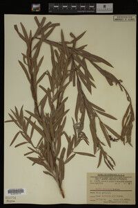 Salix interior image
