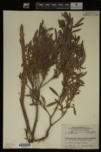 Salix interior image