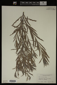 Salix interior image