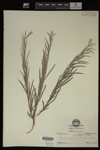 Salix interior image