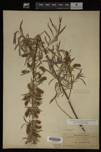 Salix interior image