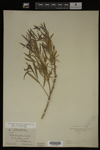Salix interior image