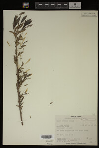 Image Associated With the Occurrence