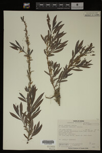 Image Associated With the Occurrence