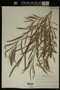 Salix interior image